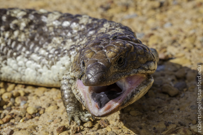 big skink